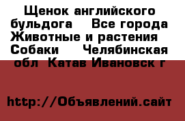 Щенок английского бульдога  - Все города Животные и растения » Собаки   . Челябинская обл.,Катав-Ивановск г.